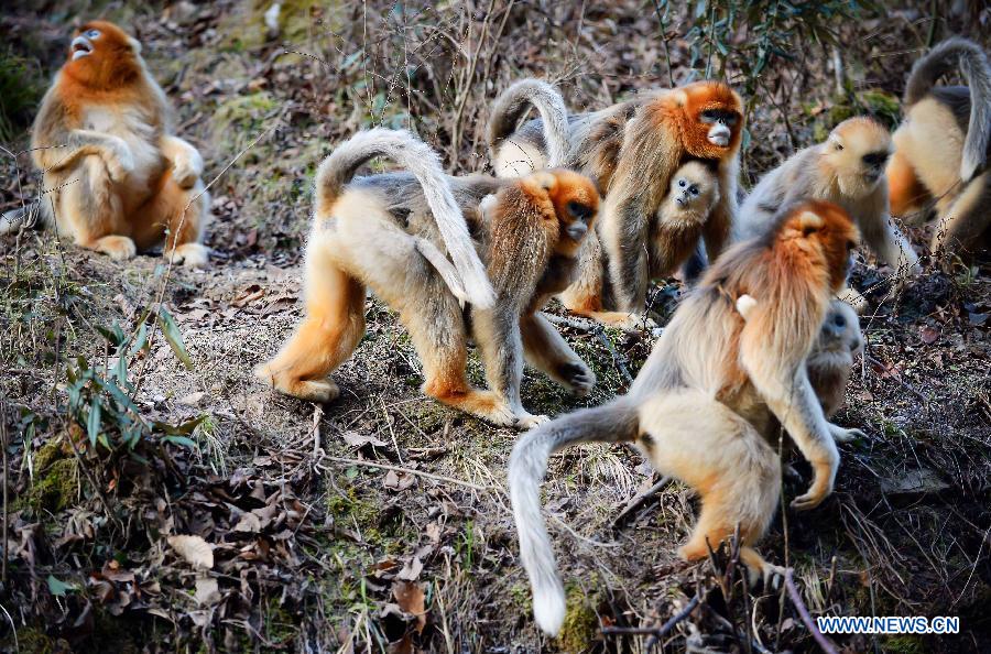 CHINA-SHAANXI-GOLDEN MONKEY (CN) 