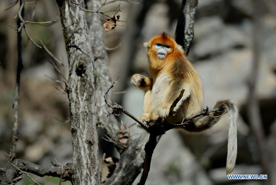 CHINA-SHAANXI-GOLDEN MONKEY (CN) 