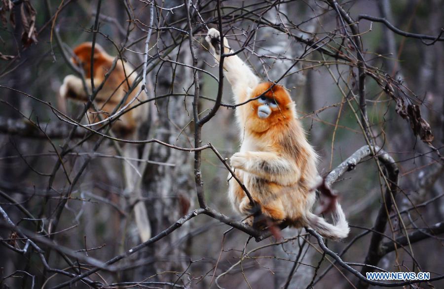 CHINA-SHAANXI-GOLDEN MONKEY (CN) 