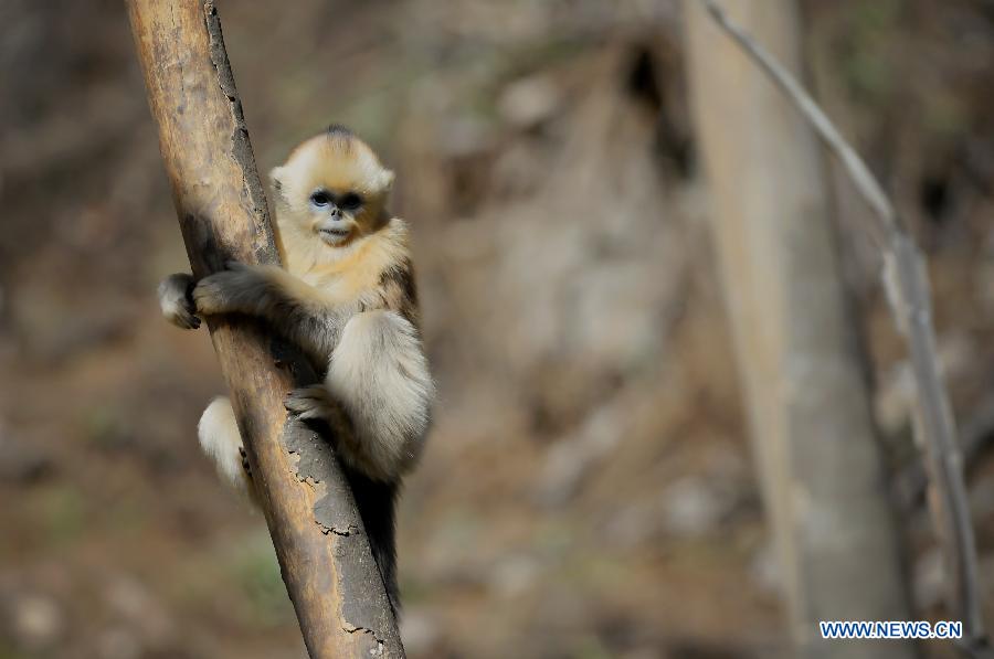 CHINA-SHAANXI-GOLDEN MONKEY (CN) 