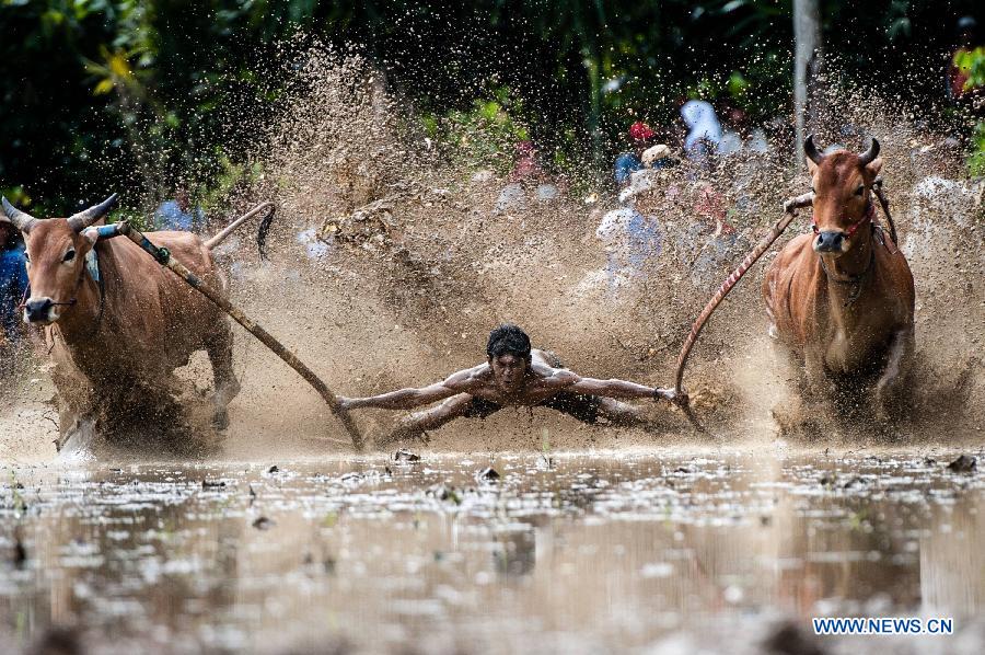 A jockey spurs cattles during the Pacu Jawi in the field at Rambatan district, West Sumatera province, Indonesia, June 14, 2014.