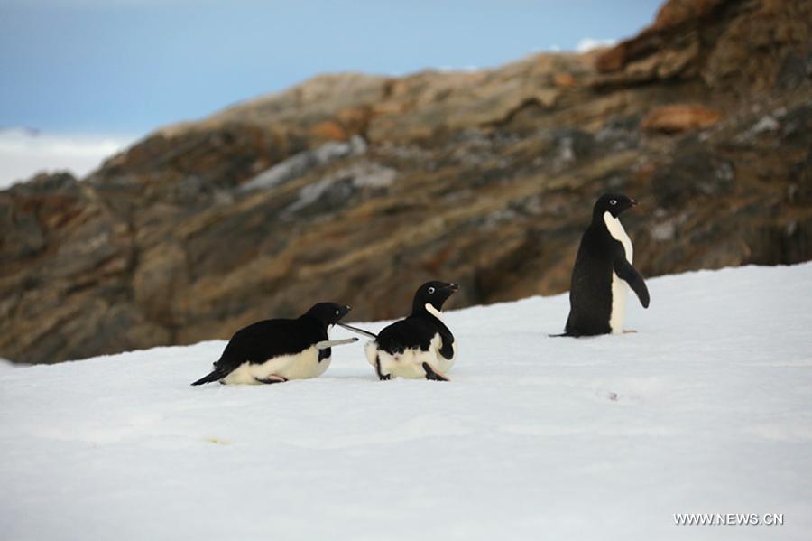 ANTARCTICA-CHINA-PENGUINS (CN)