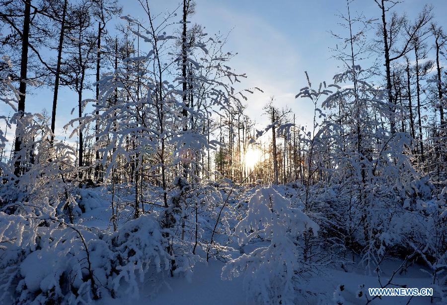 Photo taken on Dec. 29, 2014 shows the winter scenery of the Moridaga Forest Park in Dahinggan Mountain forest region in north China's Inner Mongolia Autonomous Region. 