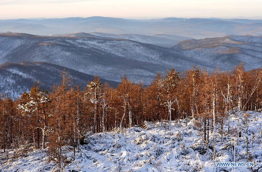 Photo taken on Dec. 29, 2014 shows the winter scenery of the Moridaga Forest Park in Dahinggan Mountain forest region in north China's Inner Mongolia Autonomous Region.