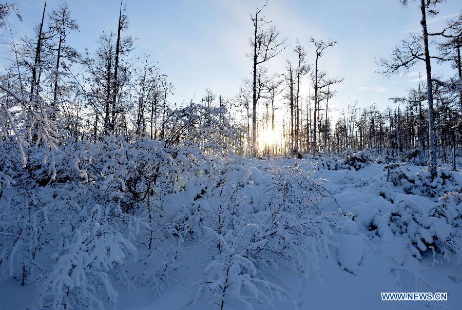 Photo taken on Dec. 29, 2014 shows the winter scenery of the Moridaga Forest Park in Dahinggan Mountain forest region in north China's Inner Mongolia Autonomous Region.