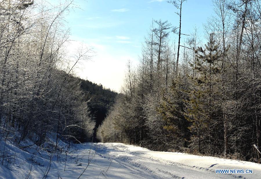 Photo taken on Dec. 29, 2014 shows the winter scenery of the Moridaga Forest Park in Dahinggan Mountain forest region in north China's Inner Mongolia Autonomous Region.