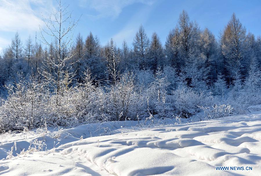 Photo taken on Dec. 29, 2014 shows the winter scenery of the Moridaga Forest Park in Dahinggan Mountain forest region in north China's Inner Mongolia Autonomous Region. 