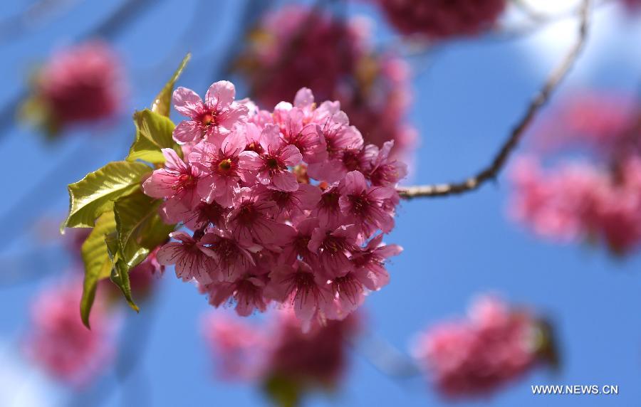 Photo taken Jan. 6, 2015 shows the scenery of winter cherry blossom on a road in Kunming, capital of southwest China's Yunnan Province. 