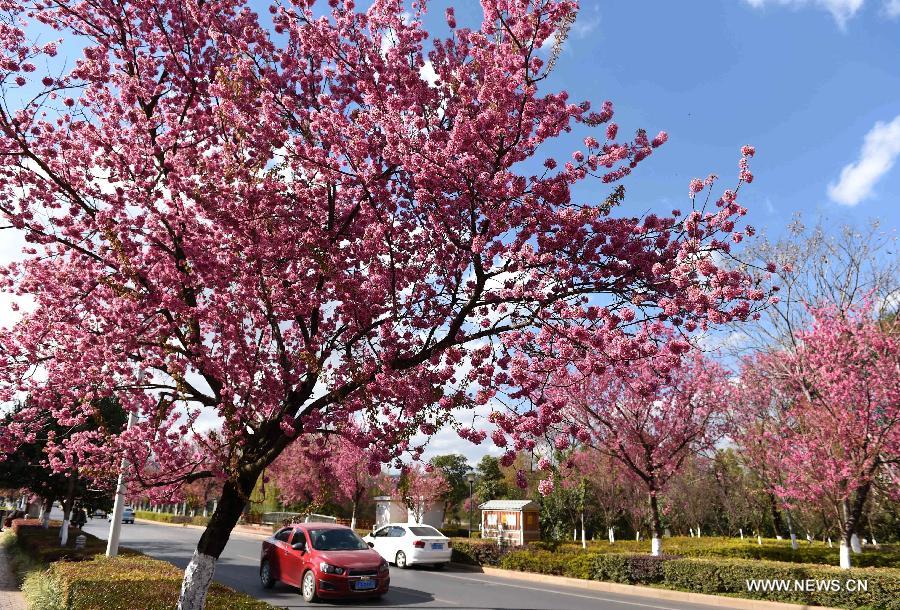 Photo taken Jan. 6, 2015 shows the scenery of winter cherry blossom on a road in Kunming, capital of southwest China's Yunnan Province. 