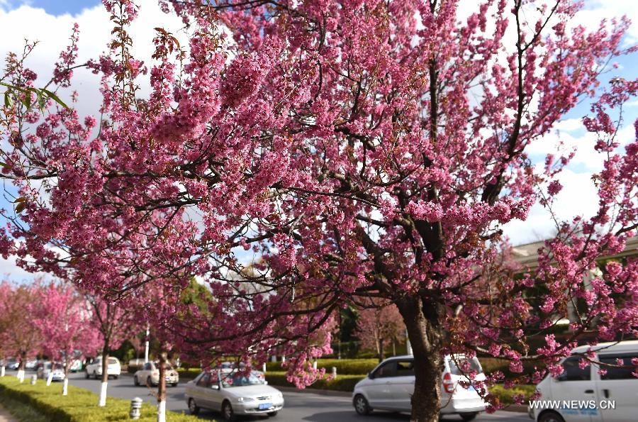 Photo taken Jan. 6, 2015 shows the scenery of winter cherry blossom on a road in Kunming, capital of southwest China's Yunnan Province. 