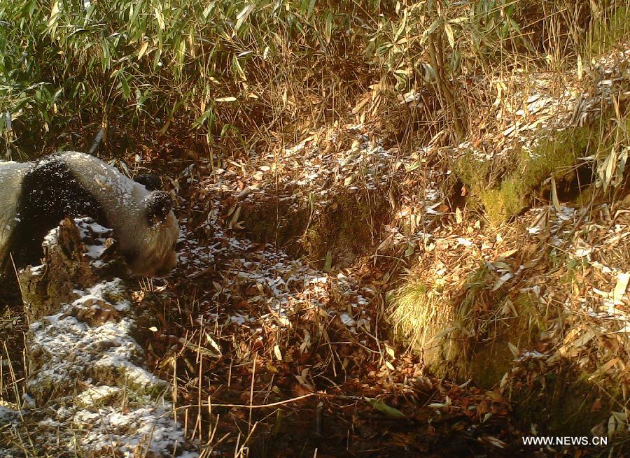 Photo taken on Nov. 19, 2014 shows a wild giant panda in the Pingheliang Nature Reserve located in Ningshan County, northwest China's Shanxi Province. A total of 86 photos and 24 videos of wild giant pandas wandering in daytime and night were captured in the reserve and issued on Jan. 8, 2015, according to the administration office of the nature reserve. (Xinhua) 