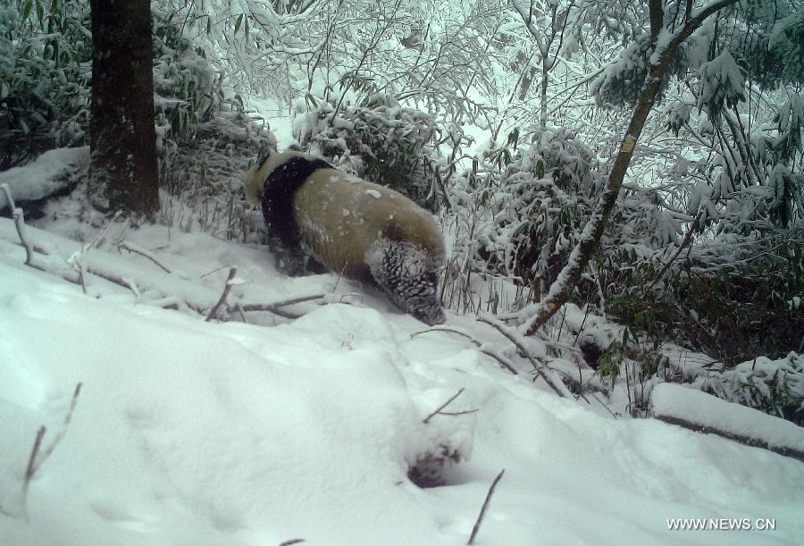 Photo taken on Nov. 24, 2014 shows a wild giant panda in the Pingheliang Nature Reserve located in Ningshan County, northwest China's Shanxi Province. A total of 86 photos and 24 videos of wild giant pandas wandering in daytime and night were captured in the reserve and issued on Jan. 8, 2015, according to the administration office of the nature reserve. (Xinhua) 