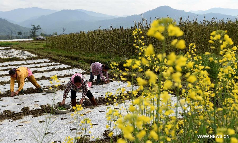 Local farmers have made preparations for spring plowing works.