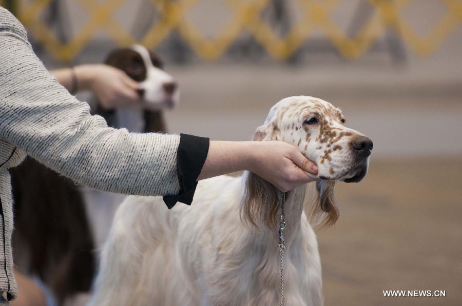 Owner comfort their dogs before the competition during the international dog show in Chicago, the United States, on Jan. 30, 2015.