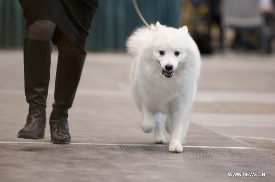 A pet dog participates in the racing competition during the international dog show in Chicago, the United States, on Jan. 30, 2015.