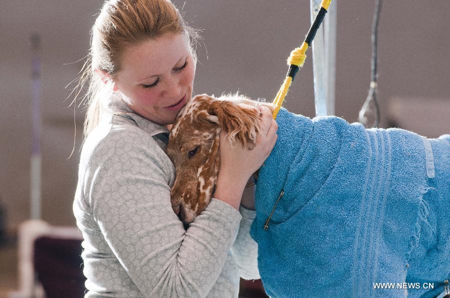 An owner comforts her dog before the competition during the international dog show in Chicago, the United States, on Jan. 30, 2015. 