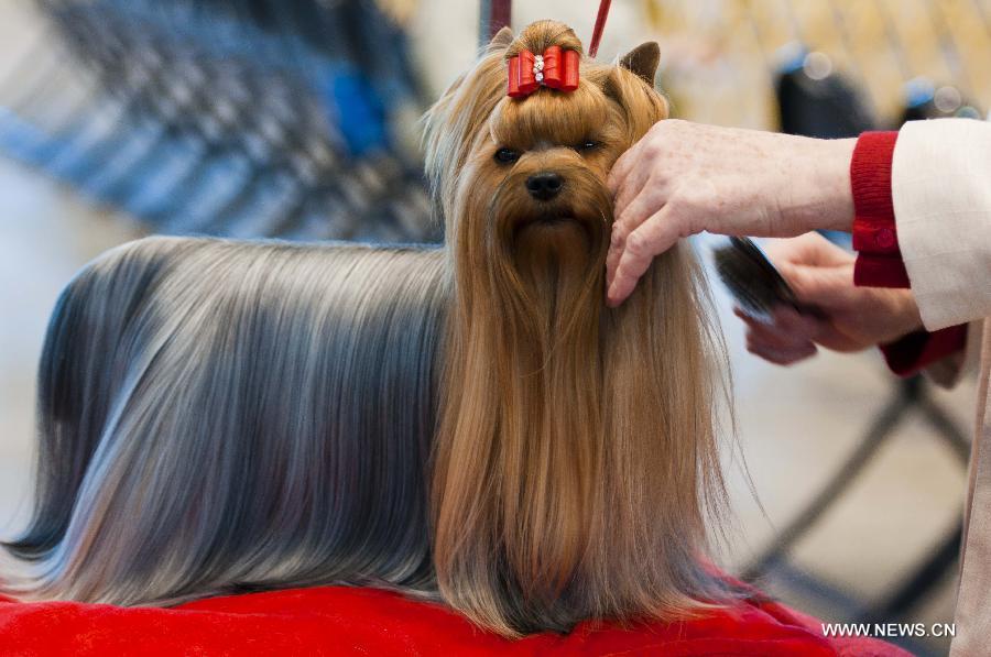 An owner prepares her dog for the competition during the international dog show in Chicago, the United States, on Jan. 30, 2015.