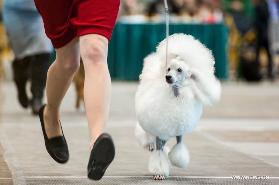 Pet dogs participate in the racing competition during the international dog show in Chicago, the United States, on Jan. 30, 2015. 