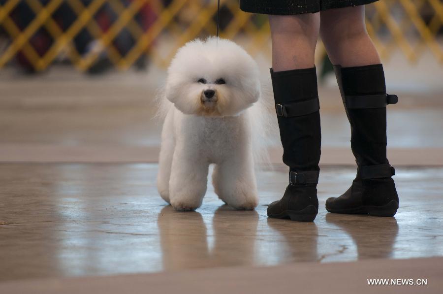 A pet dog performs with its owner during the international dog show in Chicago, the United States, on Jan. 30, 2015.