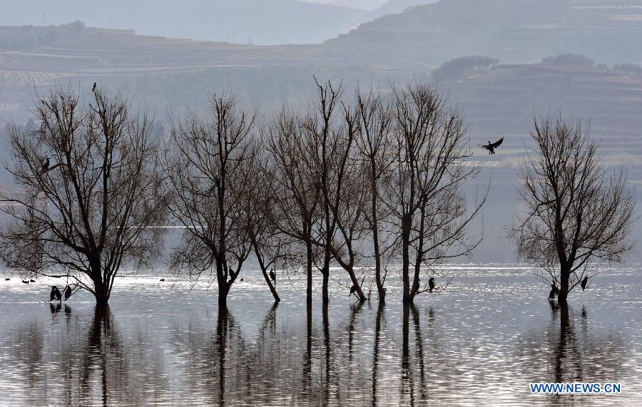 Birds rest at a lake in the National Nature Reserve of Black Necked Cranes in Huize County, southwest China's Yunnan Province, Feb. 1, 2015.