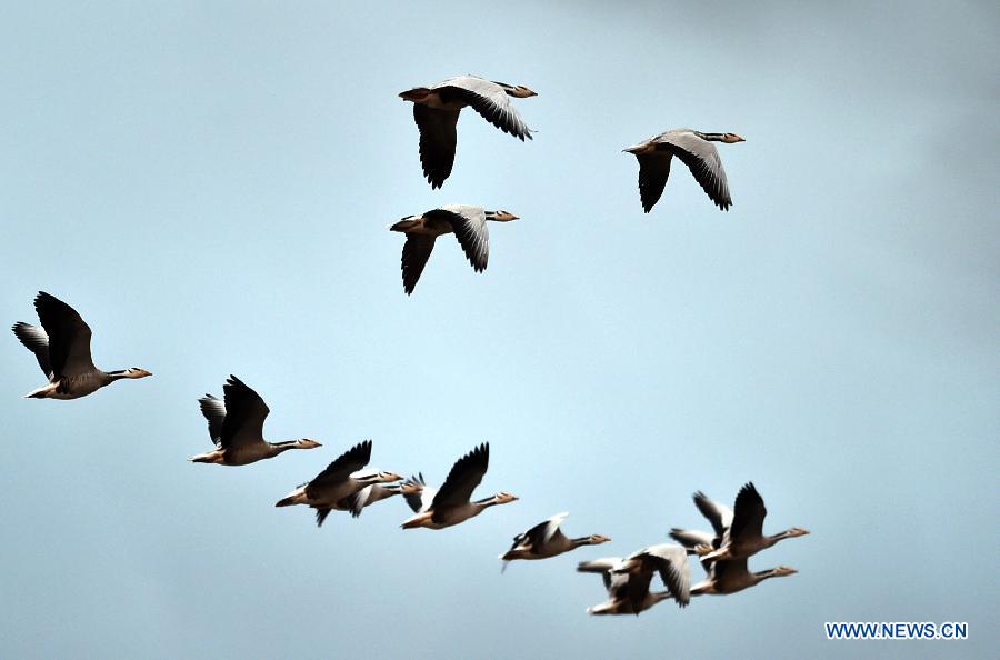 Bar-headed geese fly over the National Nature Reserve of Black Necked Cranes in Huize County, southwest China's Yunnan Province, Feb. 1, 2015.