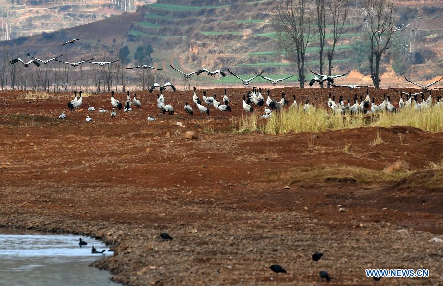 Black-necked cranes look for food at the National Nature Reserve of Black Necked Cranes in Huize County, southwest China's Yunnan Province, Feb. 1, 2015.