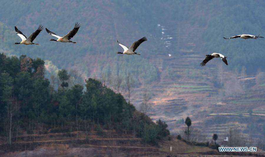 Black-necked cranes fly over the National Nature Reserve of Black Necked Cranes in Huize County, southwest China's Yunnan Province, Feb. 1, 2015. 