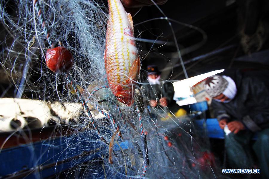 A fisherman collects fish from his net at the fisher-town El Max in Alexandria, Egypt, on Jan. 31, 2015.