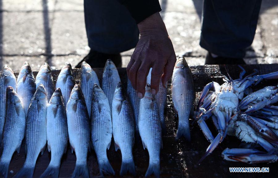 An Egyptian fish vendors display their produce at a street market at the fisher-town El Max in Alexandria, Egypt, on Jan. 31, 2015.