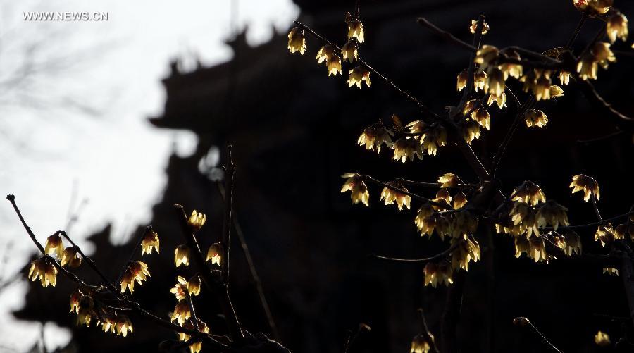 CHINA-BEIJING-WINTERSWEET (CN)