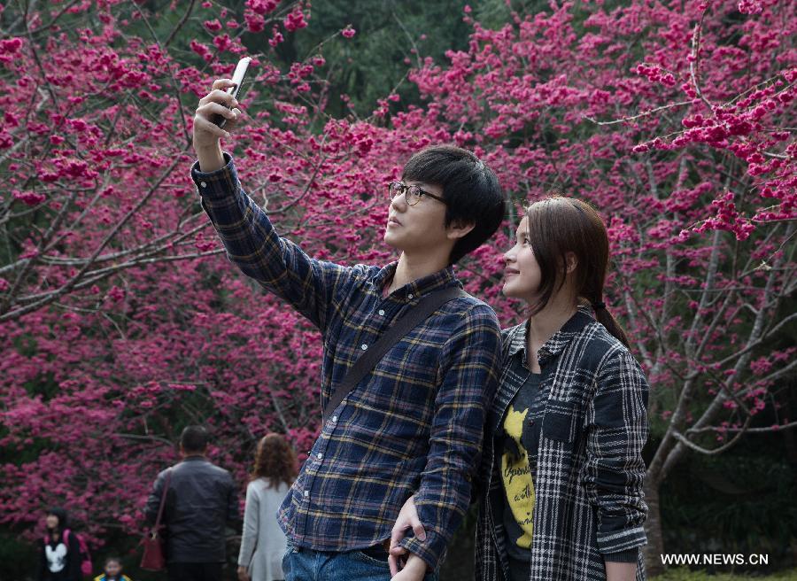 A couple take selfie photos in front of cherry blossoms in Nantou, southeast China's Taiwan, Feb. 13, 2015. 
