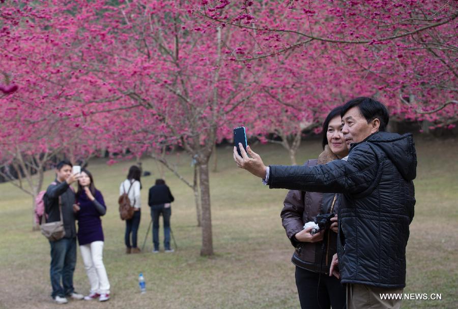 Tourists take selfie photos in front of cherry blossoms in Nantou, southeast China's Taiwan, Feb. 13, 2015.