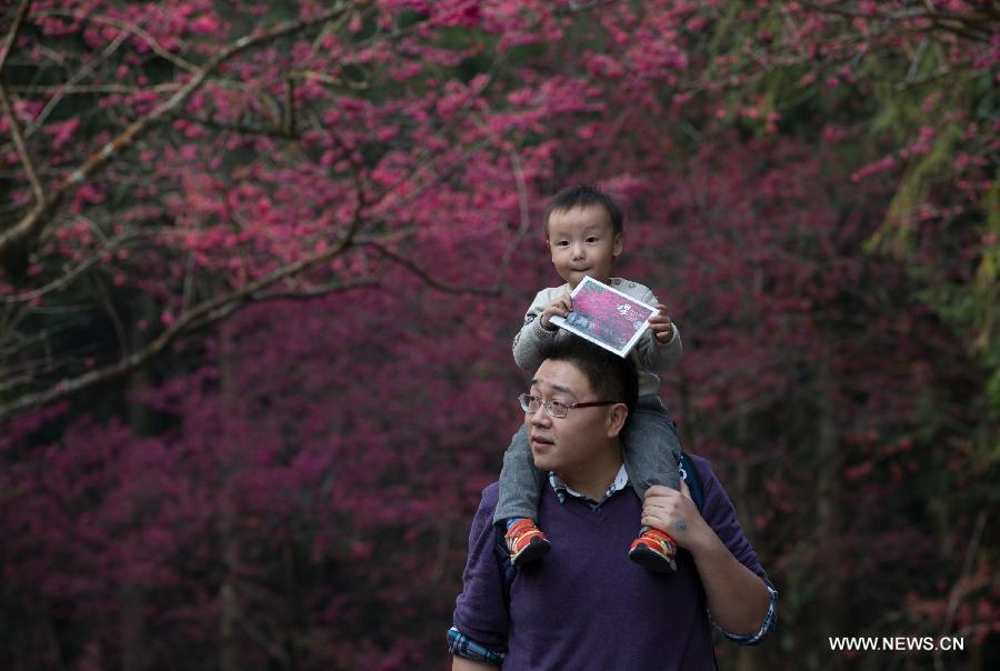 A father and son view cherry blossoms in Nantou, southeast China's Taiwan, Feb. 13, 2015.