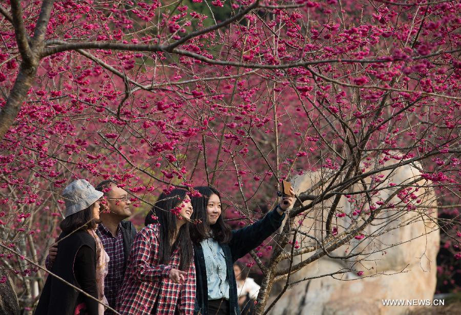 Tourists take selfie photos in front of cherry blossoms in Nantou, southeast China's Taiwan, Feb. 13, 2015. 