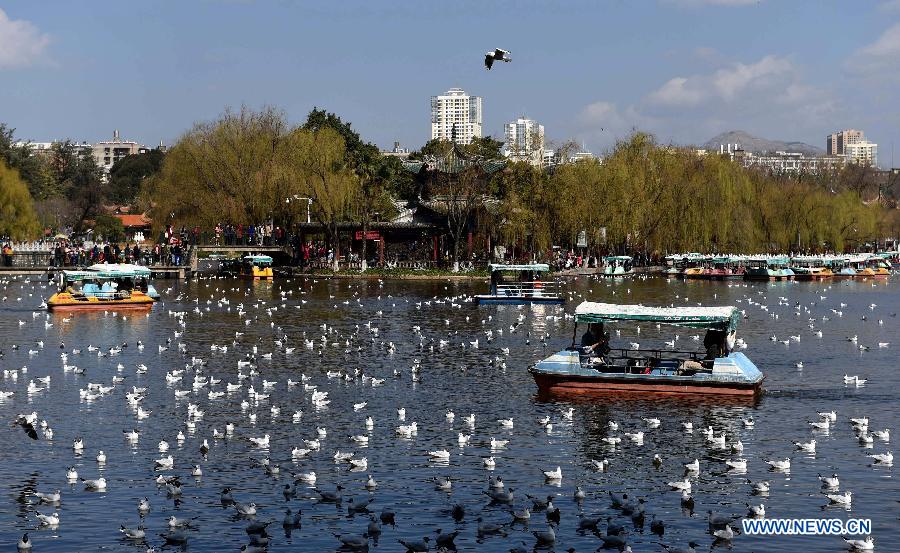 CHINA-YUNNAN-KUNMING-BLACK-HEADED GULLS (CN)