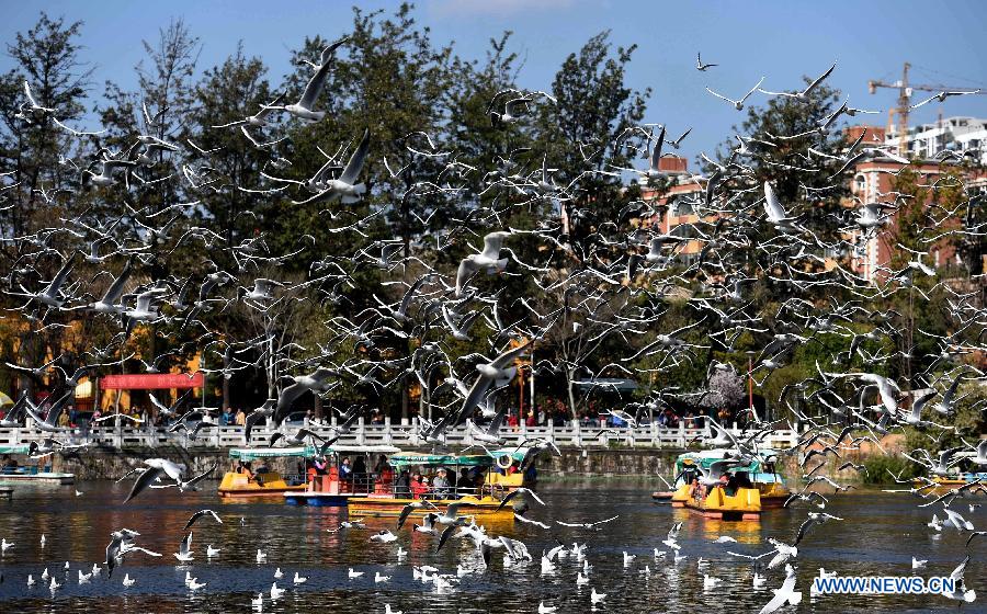 CHINA-YUNNAN-KUNMING-BLACK-HEADED GULLS (CN)