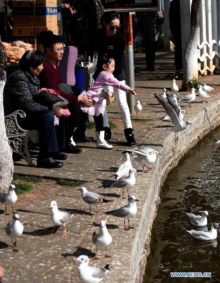 CHINA-YUNNAN-KUNMING-BLACK-HEADED GULLS (CN)