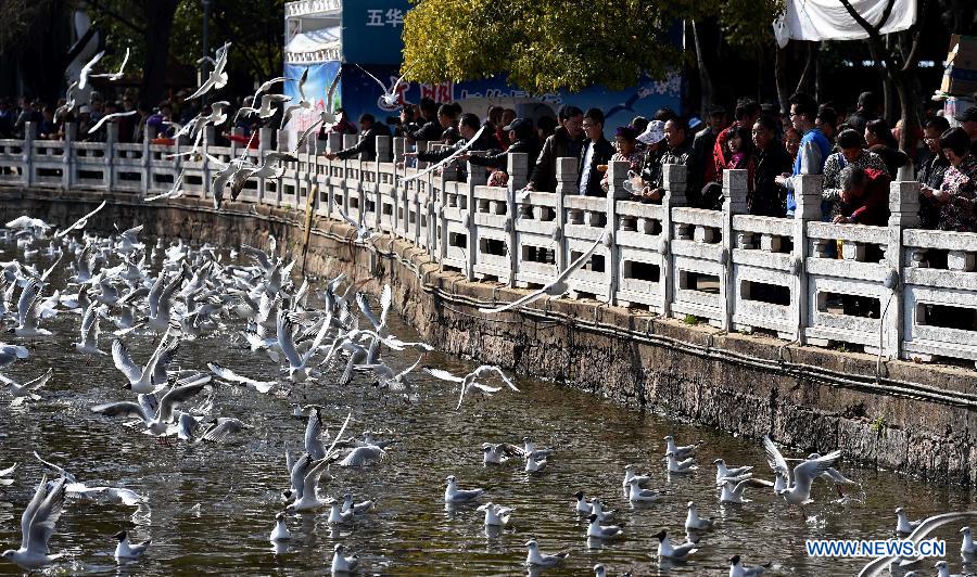 CHINA-YUNNAN-KUNMING-BLACK-HEADED GULLS (CN)