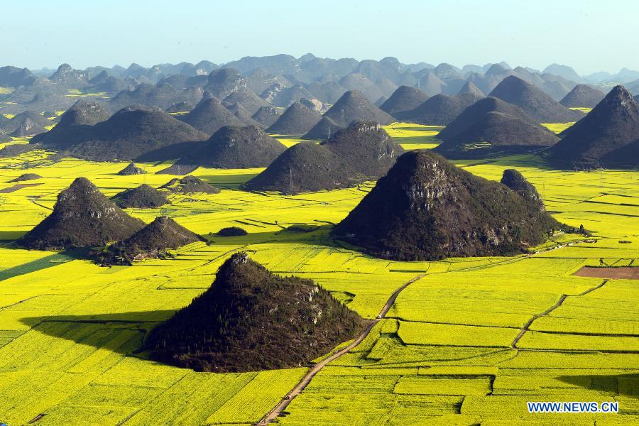 #CHINA-YUNNAN-RAPE FLOWERS (CN)