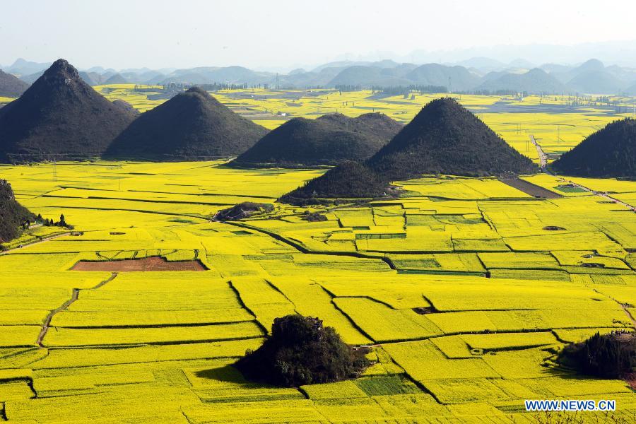 #CHINA-YUNNAN-RAPE FLOWERS (CN)