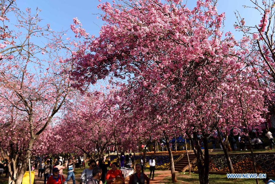 Visitors enjoy cherry blossom in a park in Kunming, capital of southwest China's Yunnan Province, March 1, 2015.