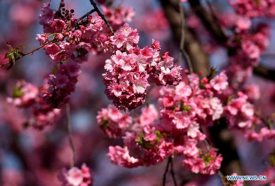 Photo taken on March 1, 2015 shows the cherry blossom in a park in Kunming, capital of southwest China's Yunnan Province. 