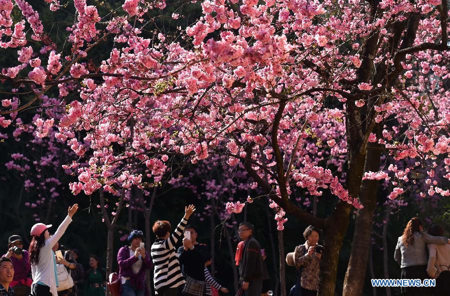 Visitors pose for photos with the cherry blossom in a park in Kunming, capital of southwest China's Yunnan Province, March 1, 2015. 