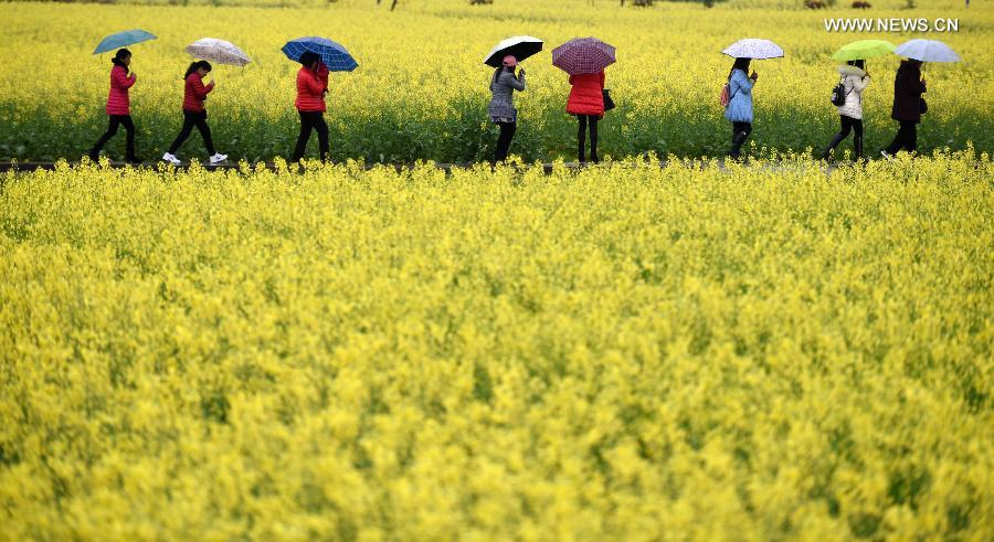 CHINA-HUNAN-ZIXING-RAPE FLOWERS (CN)