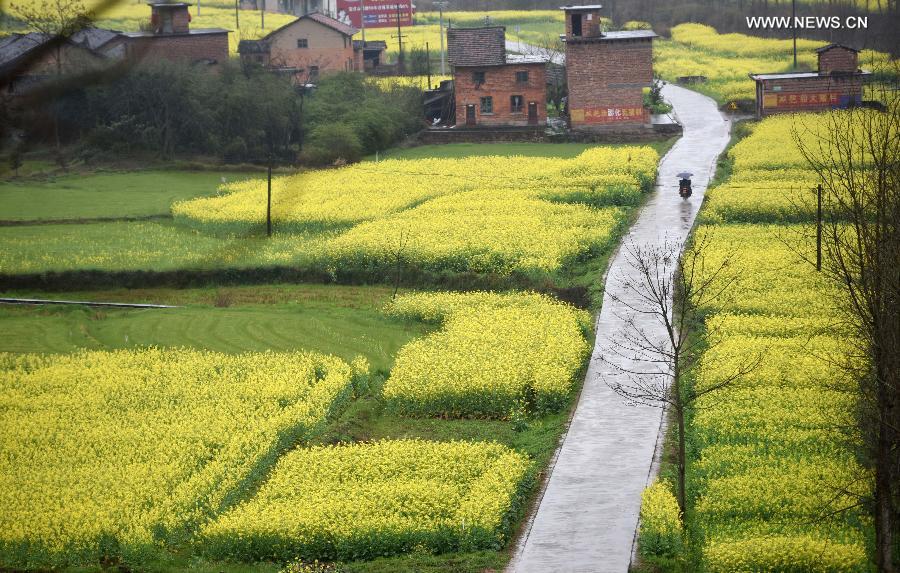 CHINA-HUNAN-ZIXING-RAPE FLOWERS (CN)