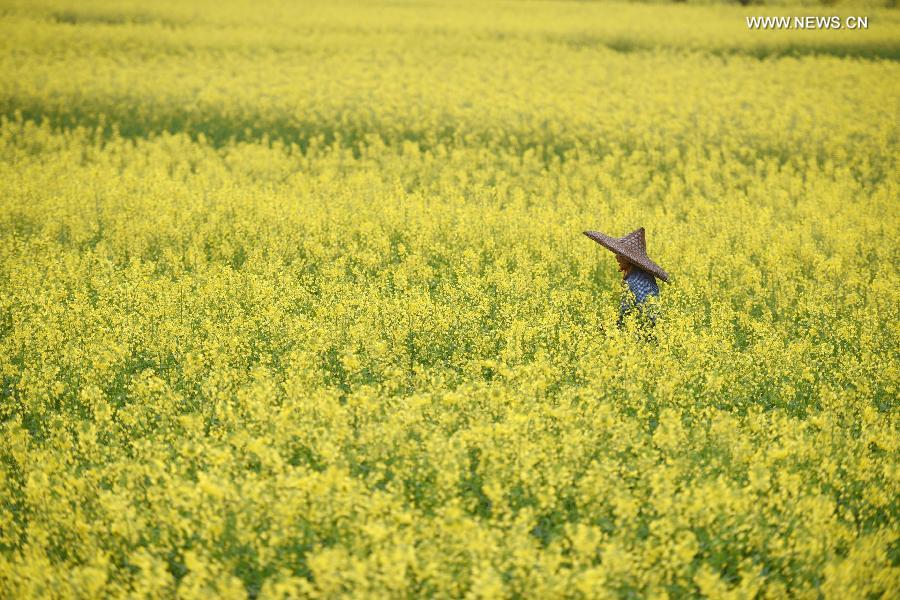 CHINA-HUNAN-ZIXING-RAPE FLOWERS (CN)