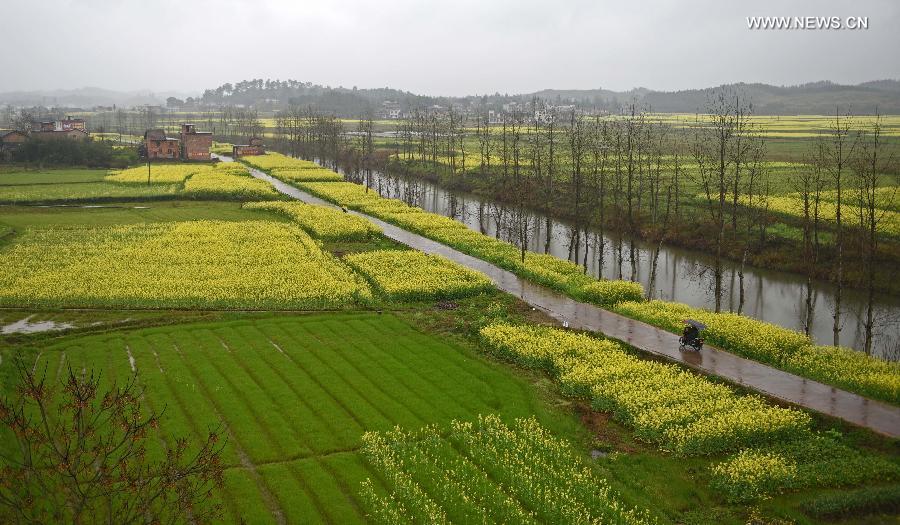 CHINA-HUNAN-ZIXING-RAPE FLOWERS (CN)