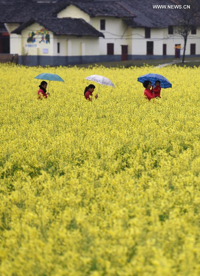 CHINA-HUNAN-ZIXING-RAPE FLOWERS (CN)