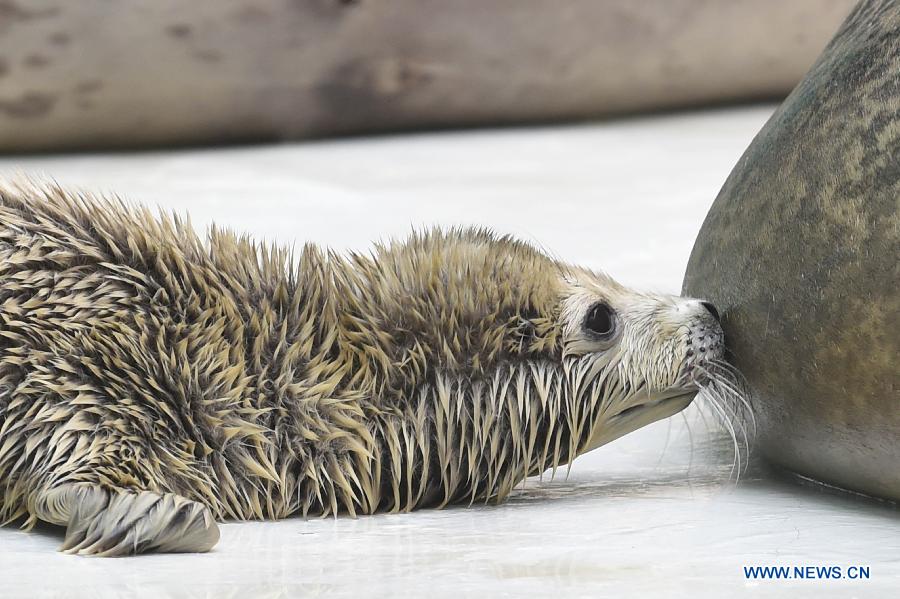 A newly-born harbor seal calf seeks nipples of its mother at Sunasia Ocean World in Dalian, northeast China's Liaoning Province, March 5, 2015. A harbor seal gave birth to twins on Wednesday morning, weighing 8.8 and 8.2 kilograms respectively. The elder calf was left to its mother and the younger one had to be sent to feeders for artificial breeding. (Xinhua/Pan Yulong) 