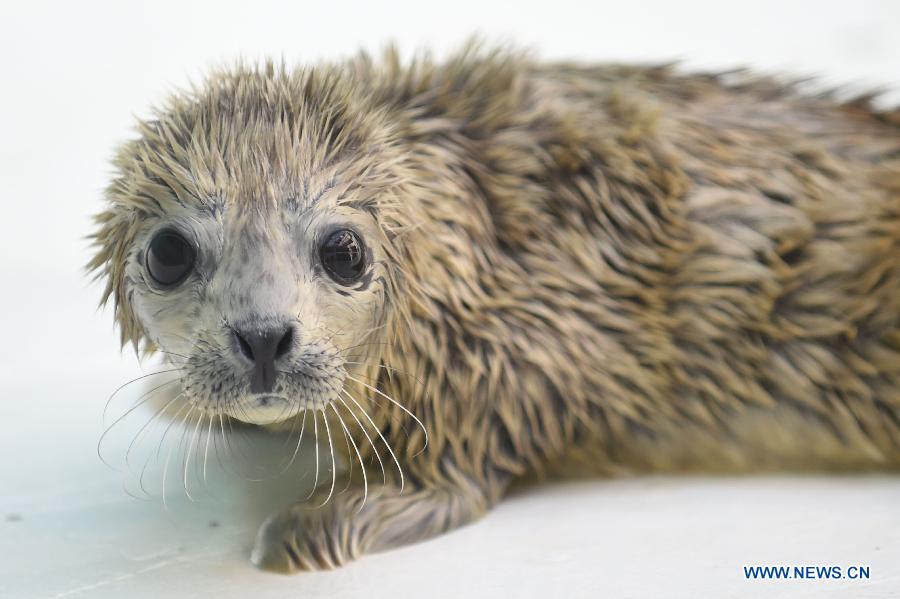 A newly-born harbor seal calf is seen at Sunasia Ocean World in Dalian, northeast China's Liaoning Province, March 5, 2015. A harbor seal gave birth to twins on Wednesday morning, weighing 8.8 and 8.2 kilograms respectively. The elder calf was left to its mother and the younger one had to be sent to feeders for artificial breeding. (Xinhua/Pan Yulong) 